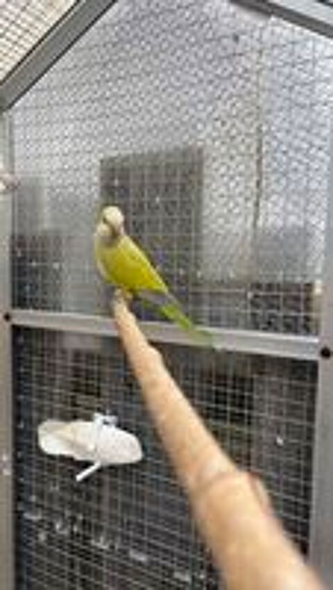   conure souris  