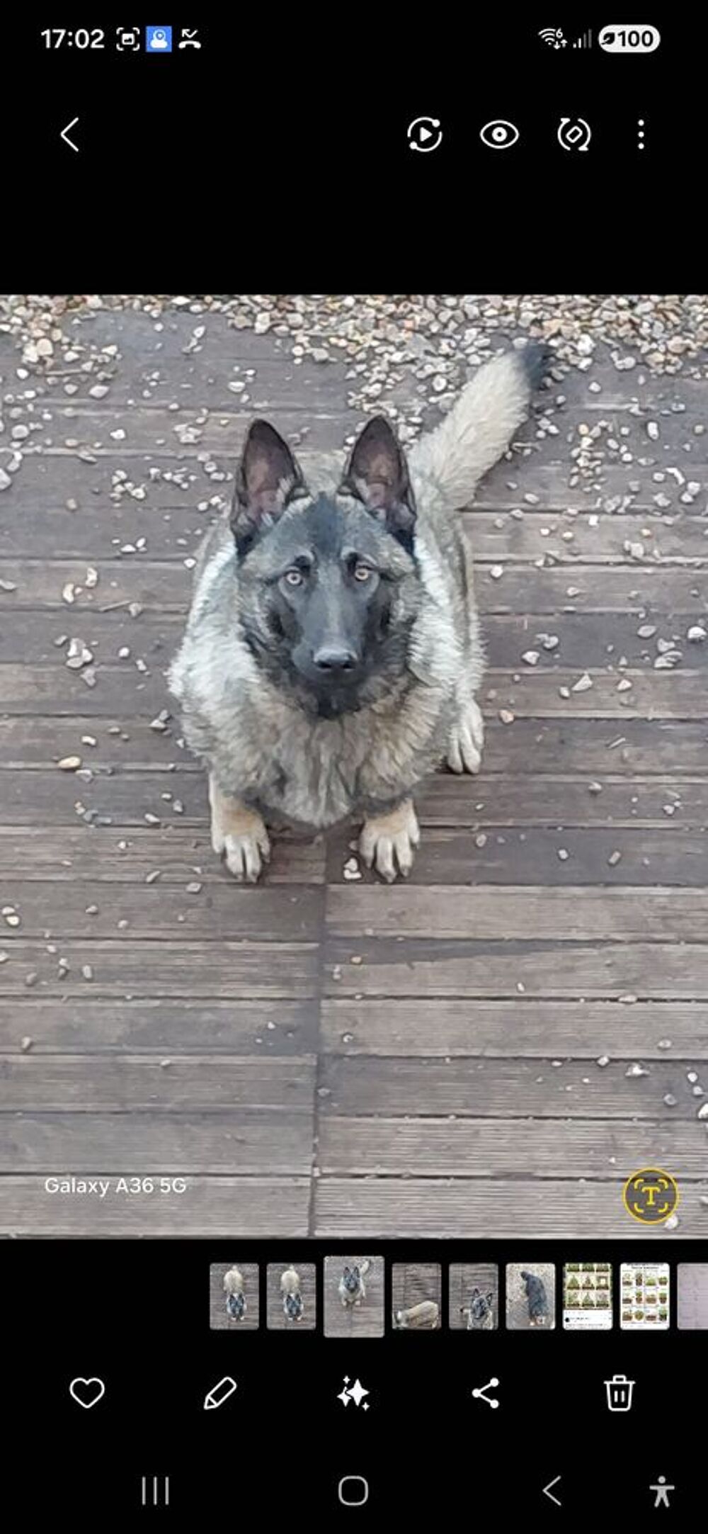   A donnnner chienne malinoise  