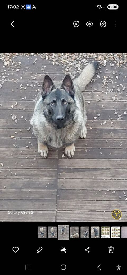 A donnnner chienne malinoise 0 59610 Fourmies