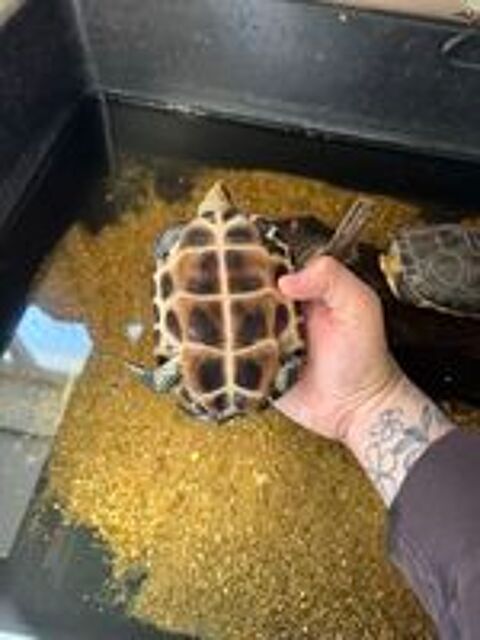   2 tortues Mauremys Sinensis adulte 