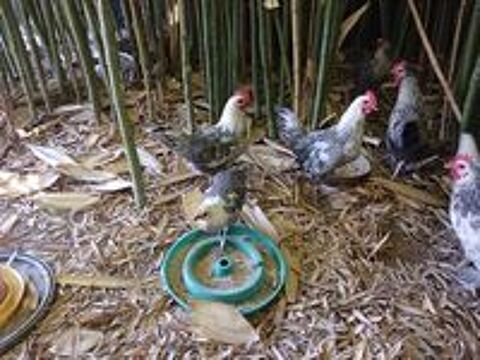    JEUNES COQ ET POULES DE BRESSE 