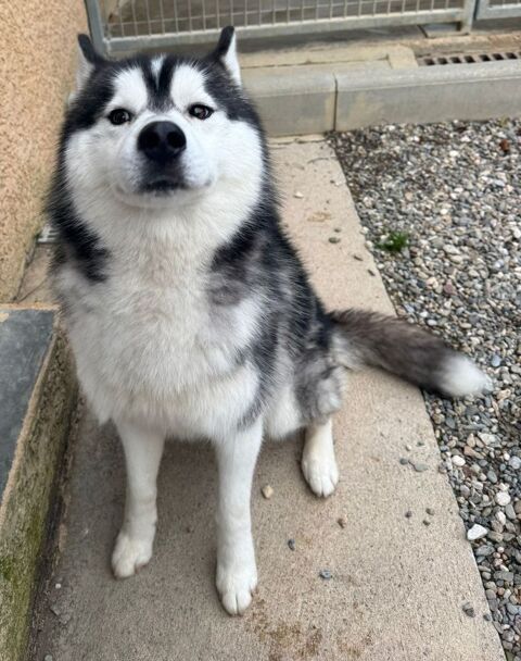 BRISTOL, husky, 1 an 220 34500 B�ziers