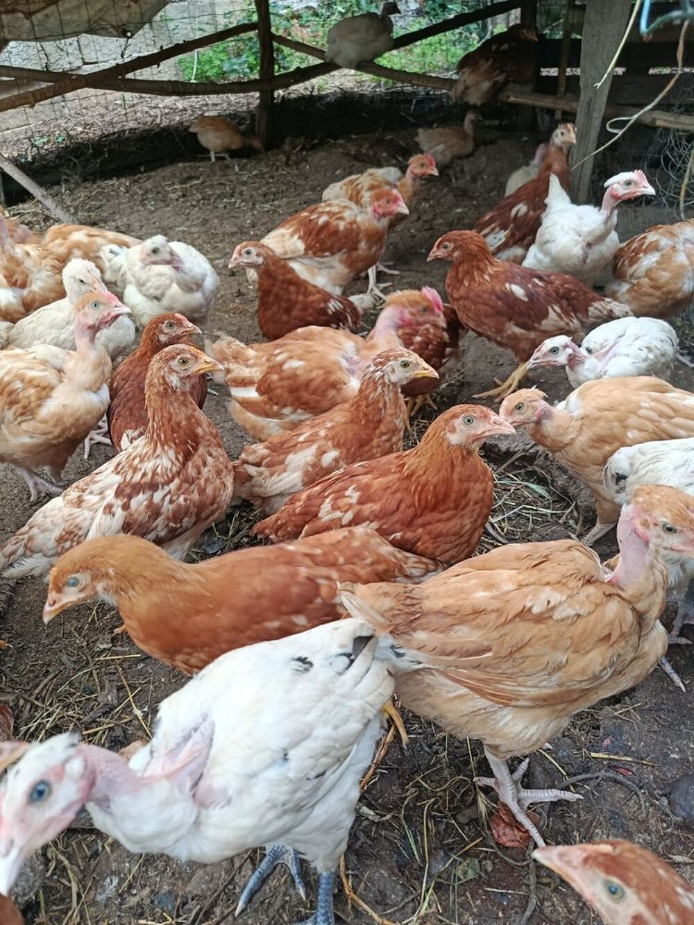   Jeunes poules. 