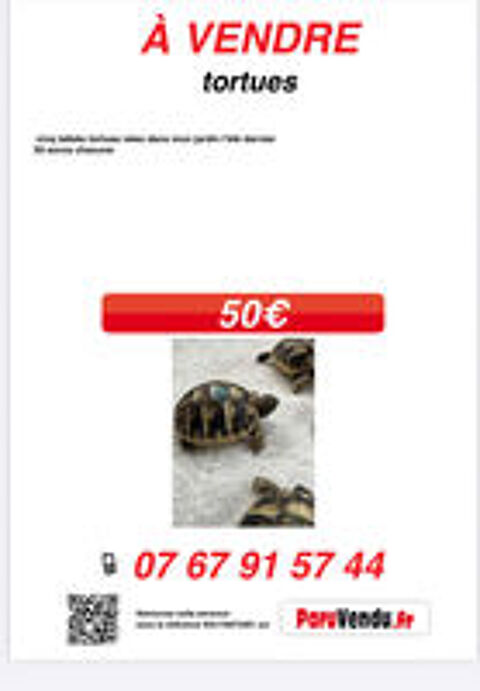   tortues juveniles nees  
