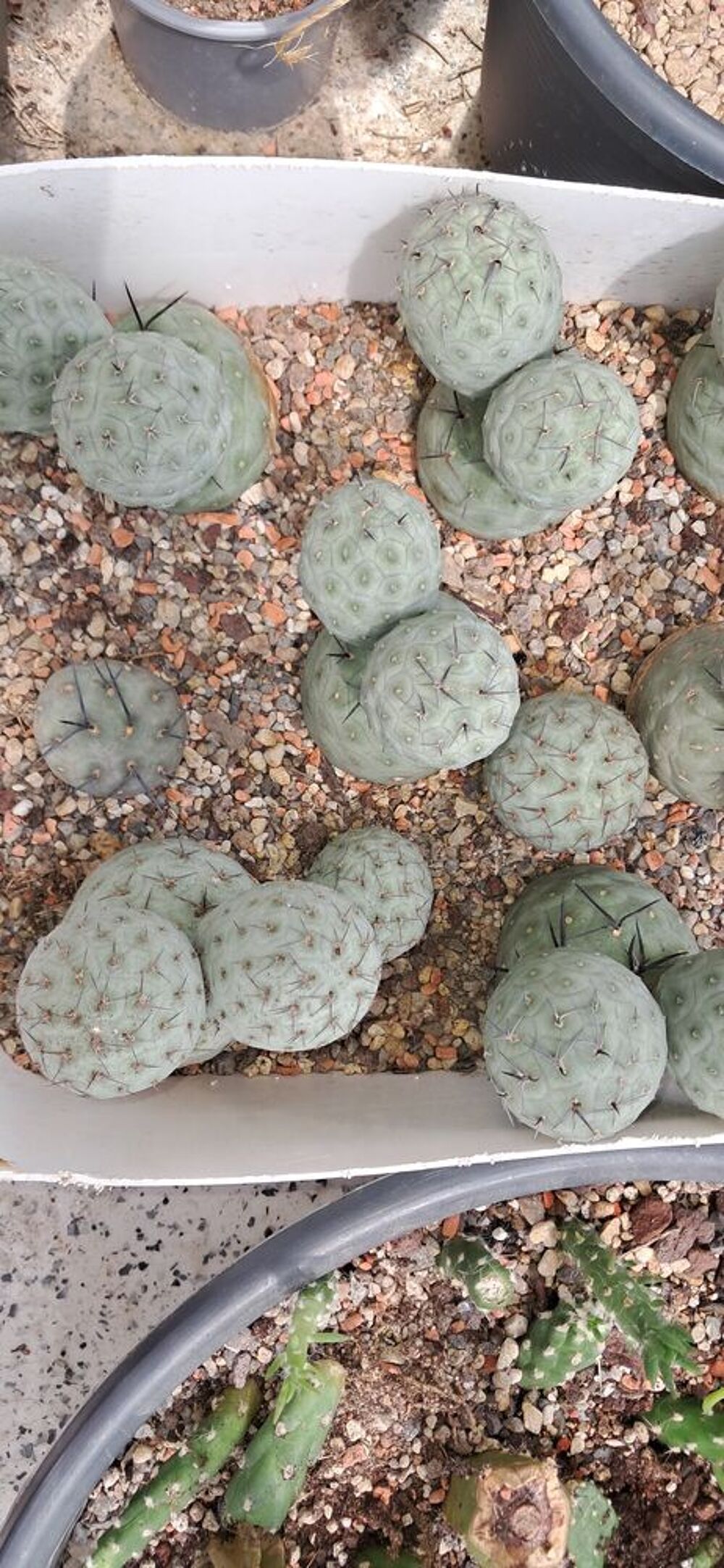 Cactus divers Jardin