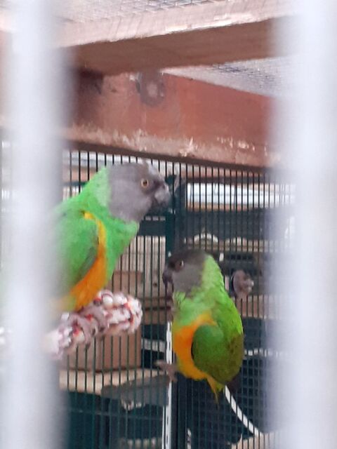 YOUYOUS DU SENEGAL 500 33420 Cabara