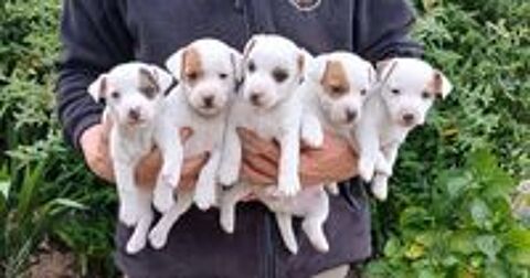   A réserver chiots Jack Russell Terrier 