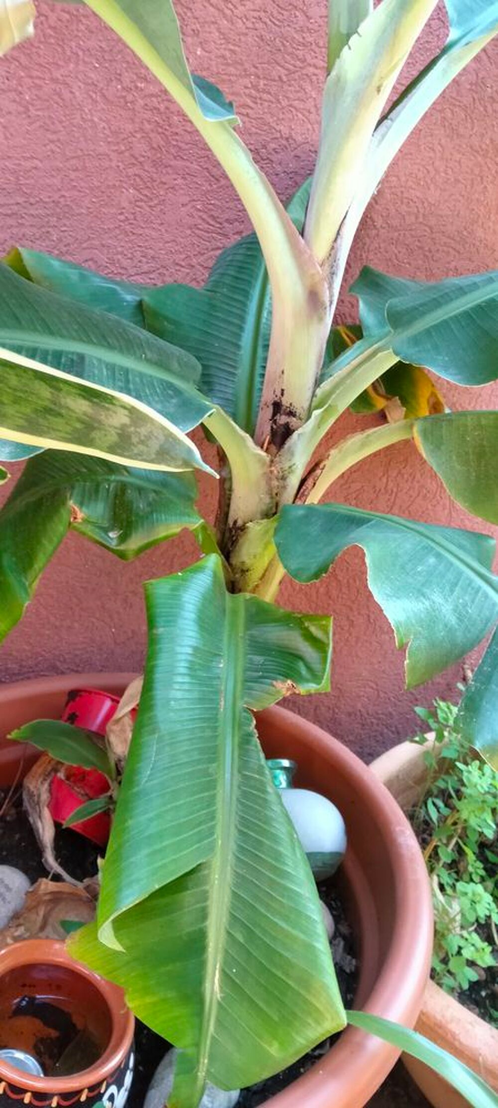 Bananier Jardin