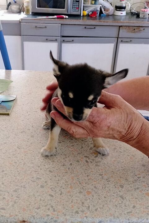 Chiots chihuahua 500 18170 Le ch�telet