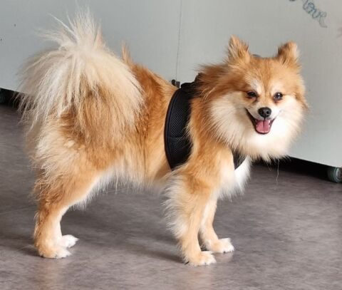 Femelle spitz adulte 600 17000 La rochelle