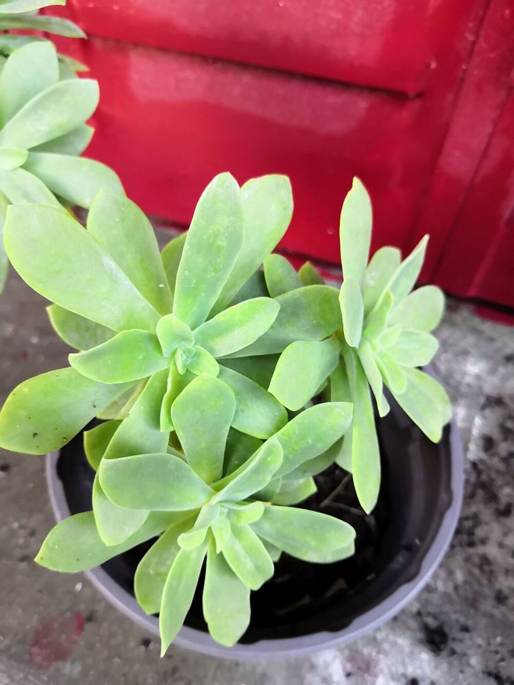 Plant d'Orpin &acirc;cre (Sedum acre, Orpin br&ucirc;lant ou Poivre des Jardin