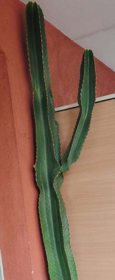 Cactus cierge 15 Nice (06)