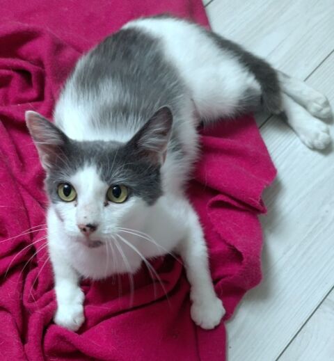 Platine, magnifique chatte grise, noire et blanche 99 14250 Tilly-sur-seulles