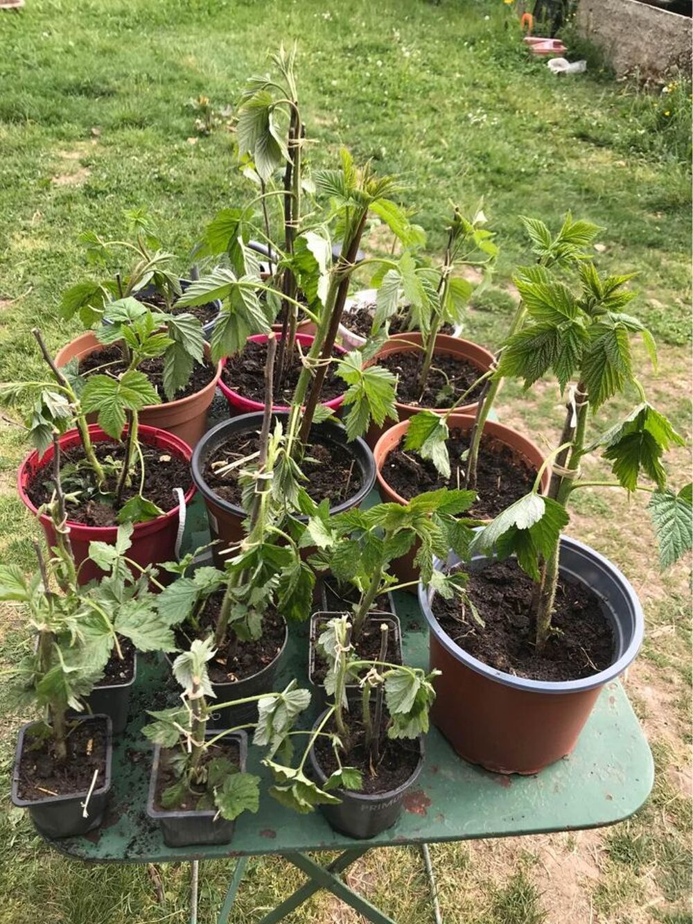 Plants de framboisiers bio Jardin