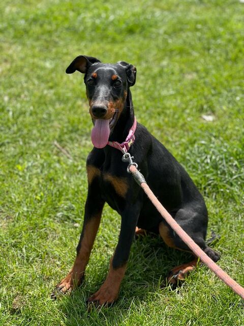 tess doberman 8 mois 350 59300 Valenciennes