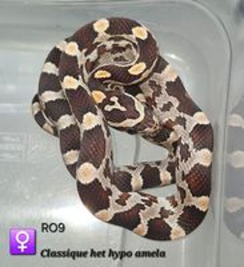   Pantherophis guttatus okeetee et classique  
