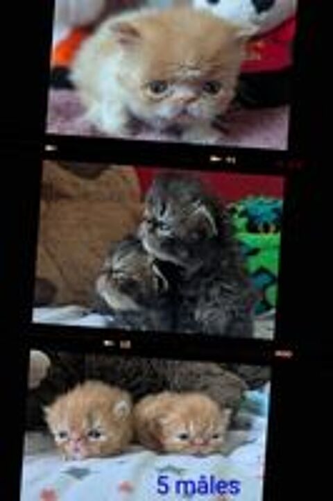   Chaton Persan loof  