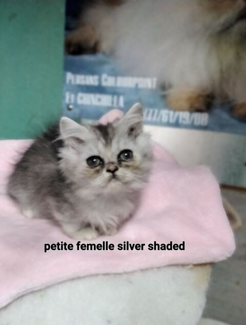 Chatons Persans 550 07290 Quintenas