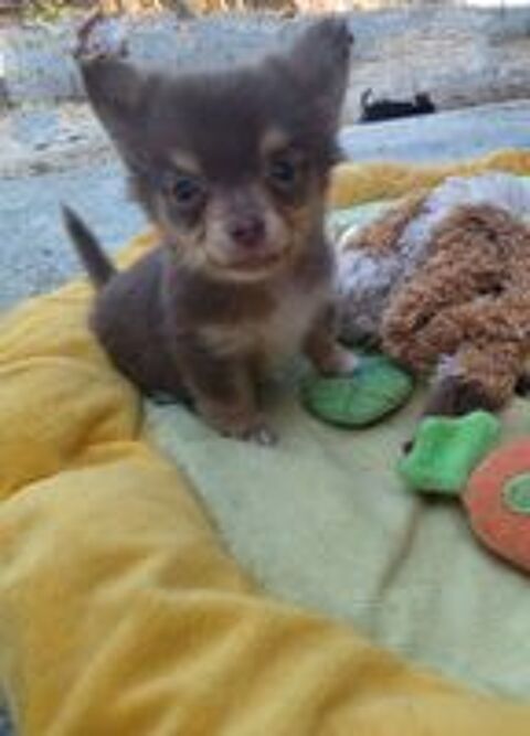  Chihuahuas mâles et femelles 