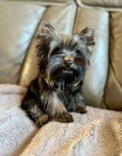   Saillie Yorkshire Terrier 