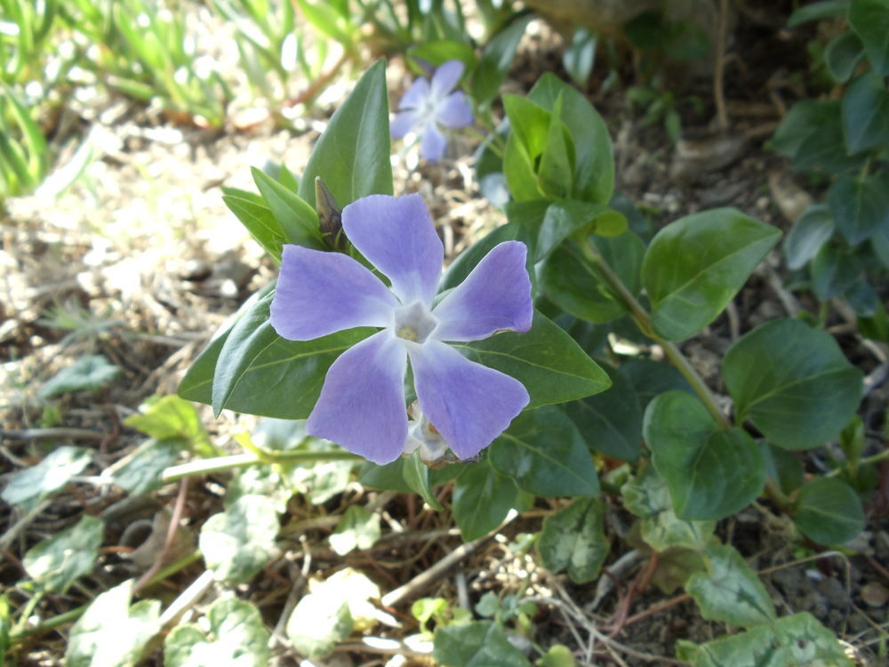 PERVENCHES BLEUES Jardin