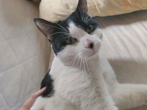 Boubou adorable chat 2 ans A ADOPTER 140 11000 Carcassonne