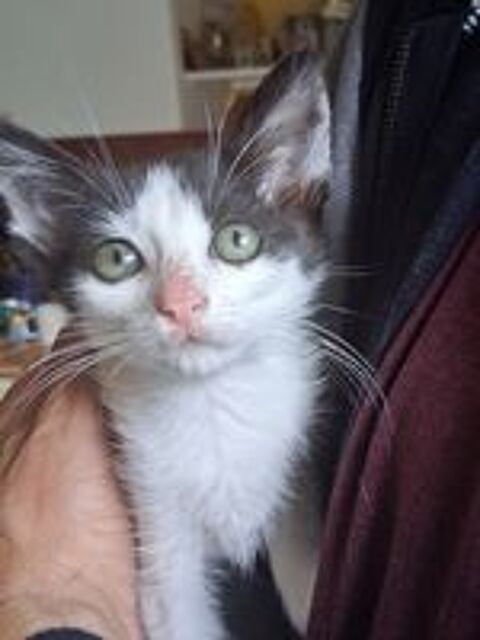   Les chatons cherchent leurs  famille 