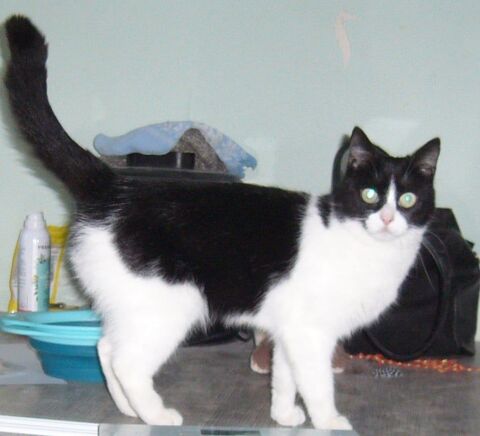 Sucrette belle chatte adorable de 15 mois 80 86100 Châtellerault