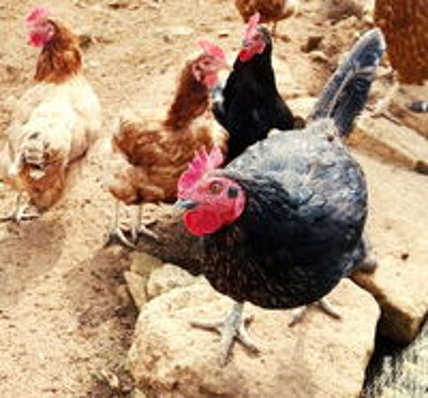   Poule pondeuse 