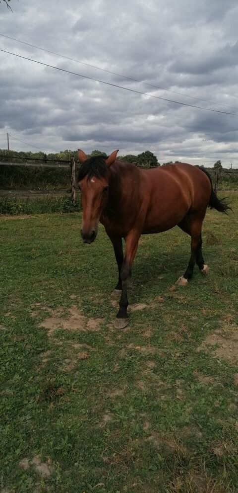 cheval hongre  trotteur fran&ccedil;ais 1250 49440 Candé