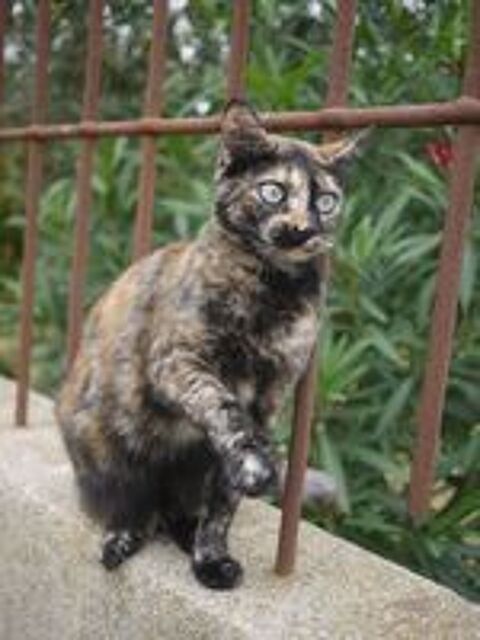  Shani jolie et gentille chatte a adopter 