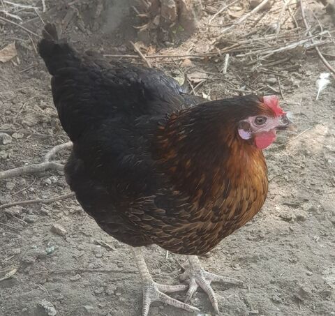 Poules harco 78910 Orgerus