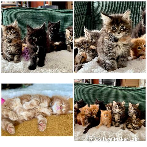 Chatons Maine coon 1200 59147 Chemy