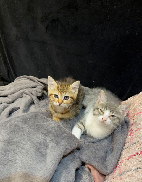 Adorables b&eacute;b&eacute;s type Bengal &eacute;lev&eacute;s en famille. 0 59100 Roubaix
