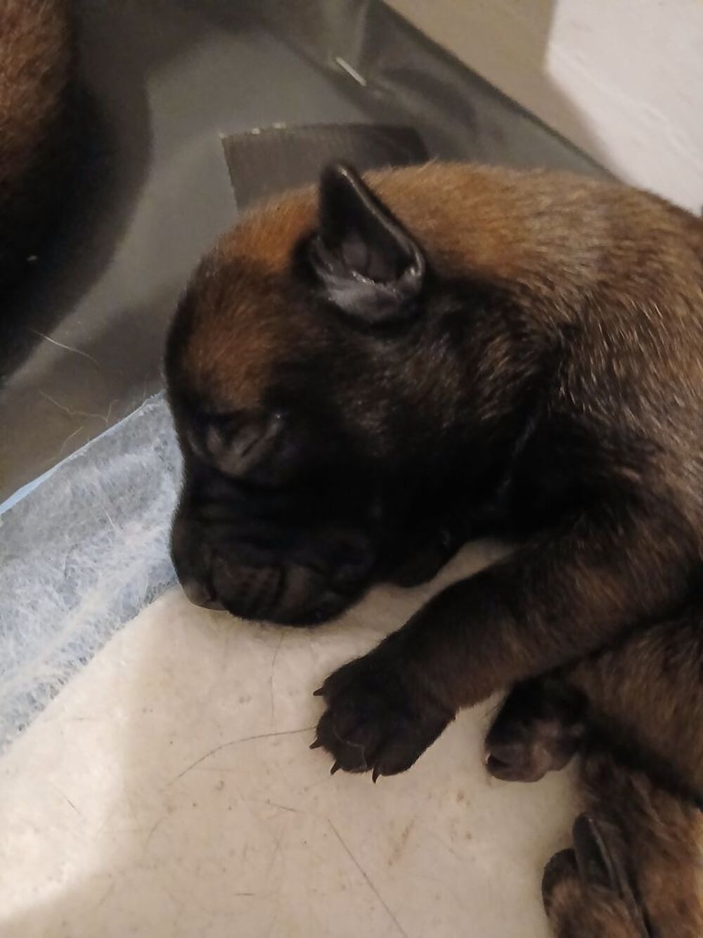   Chiots berger belge malinois 