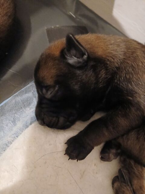 Chiots berger belge malinois 700 83670 Tavernes