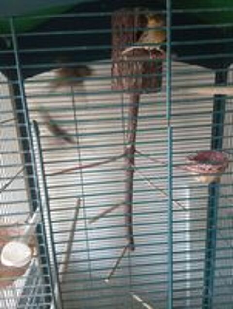   male canari gloster ann�e 2023 