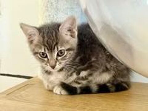   Chat FLEURETTE à l adoption 