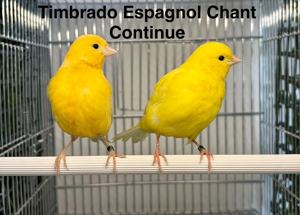   Très Belle Sélection De Canari De Chant, Couleur, Posture 26 