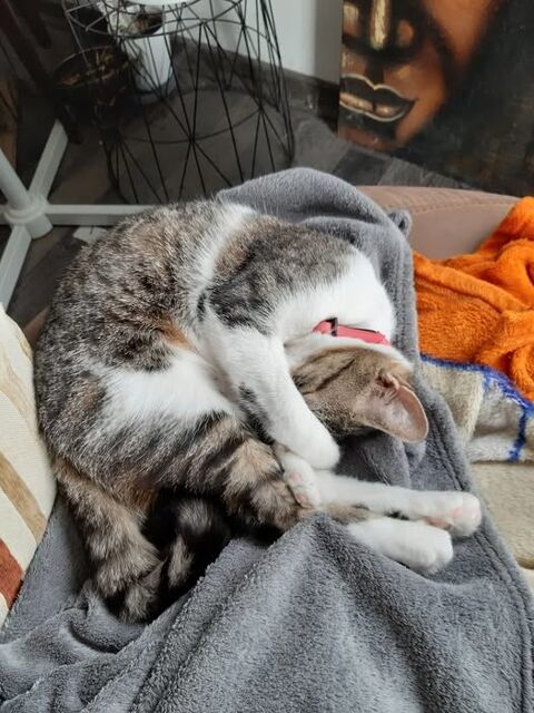 Chat LOUISE à l adoption 150 26130 Saint-restitut