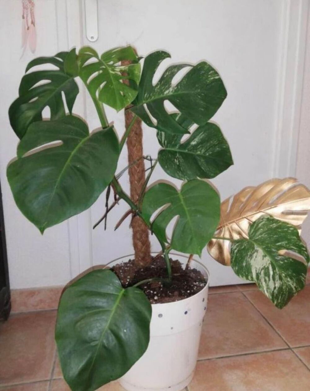 plante monstera variegata Jardin