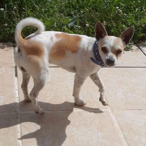 Chihuahua adulte 250 45300 Manchecourt