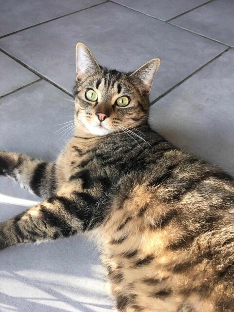 Uros Chat - Leforest 62 120 59500 Douai