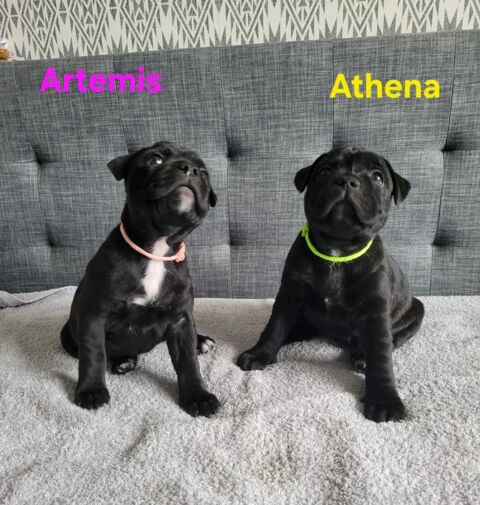 CHIOTS STAFFIE LOF
1400 26300 Bsayes