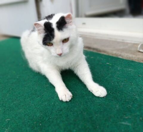 Chat MITSOU à l adoption 180 07440 Alboussire
