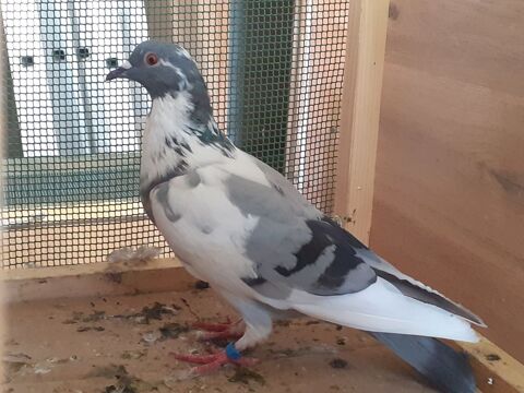 COUPLE DE PIGEONS TYPE VOYAGEUR ADULTES 15 33130 Bgles