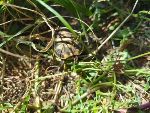 Tortues juv&eacute;niles 40 euros. 40 13500 Martigues