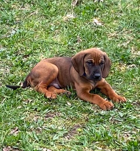 Chiots croisés beagle 0 68200 Mulhouse