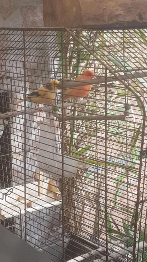 Canaris &eacute;lev&eacute; en voli&egrave;re ext&eacute;rieur.. 25 34450 Vias