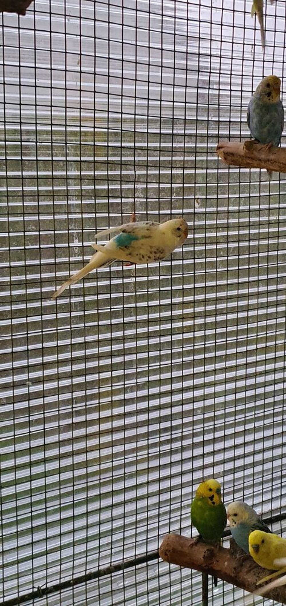 oiseaux perruches ondul&eacute;es Jardin